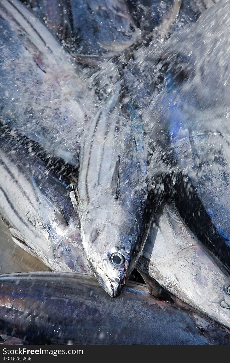 Fresh white tuna in steel box on fishmonger. Fresh white tuna in steel box on fishmonger