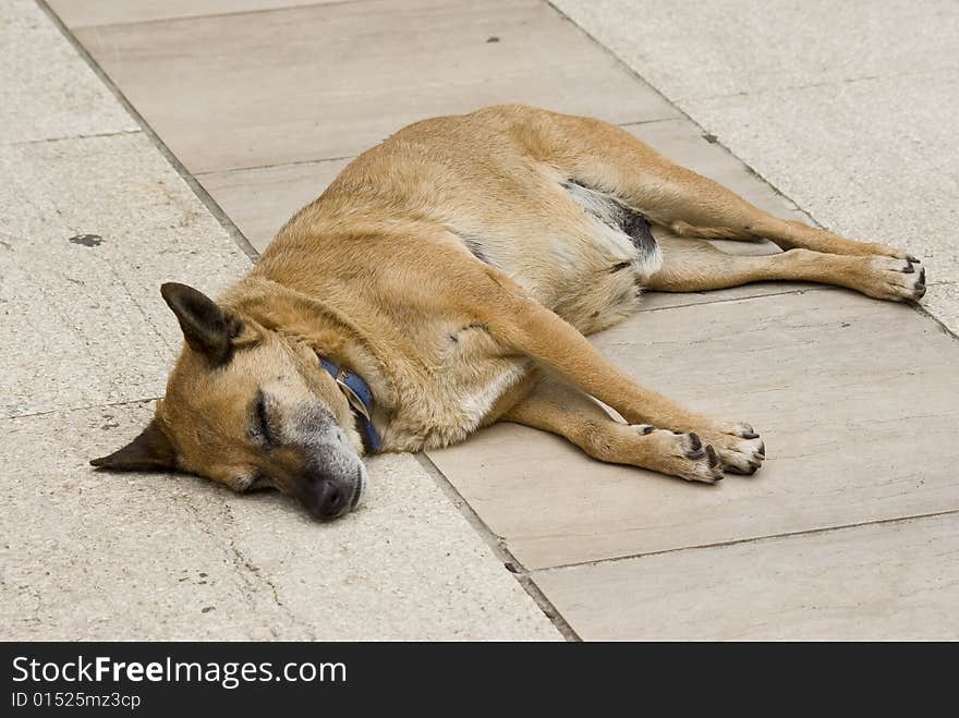 Dog laying on the stones