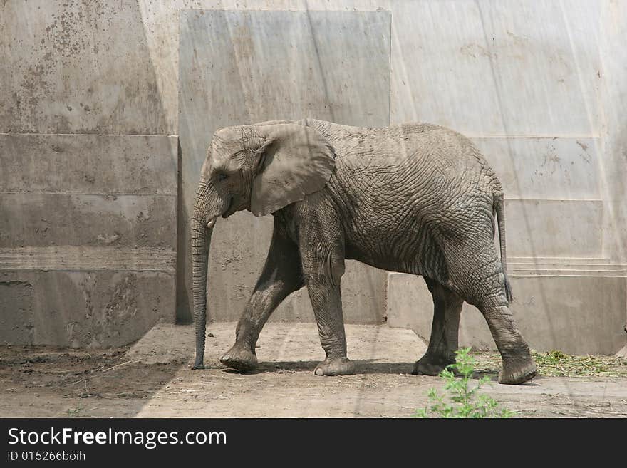 African elephant is the largest land mammals, it is the king of animals.