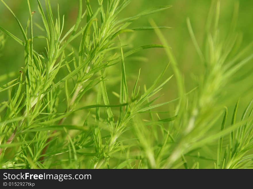 Green Branches. Background.