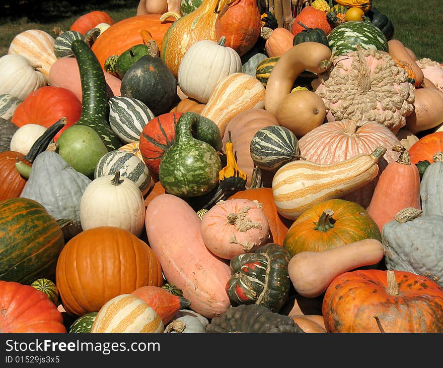 Pumpkins and gourds harvested in fall
