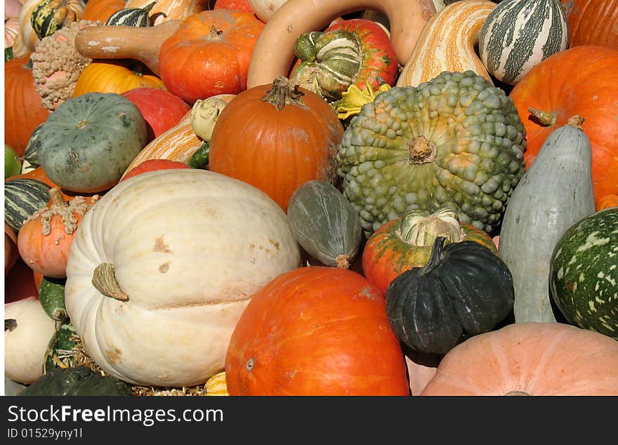 Pumpkins and gourds harvested in fall