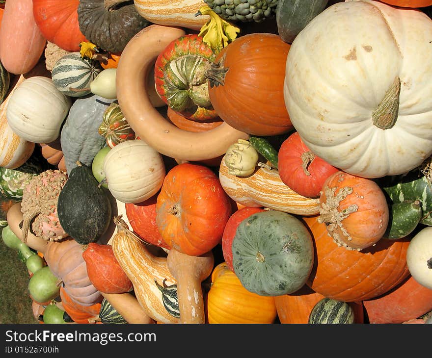 Pumpkins and gourds harvested in fall