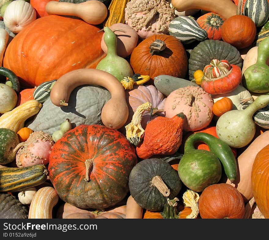 Pumpkins and gourds harvested in fall