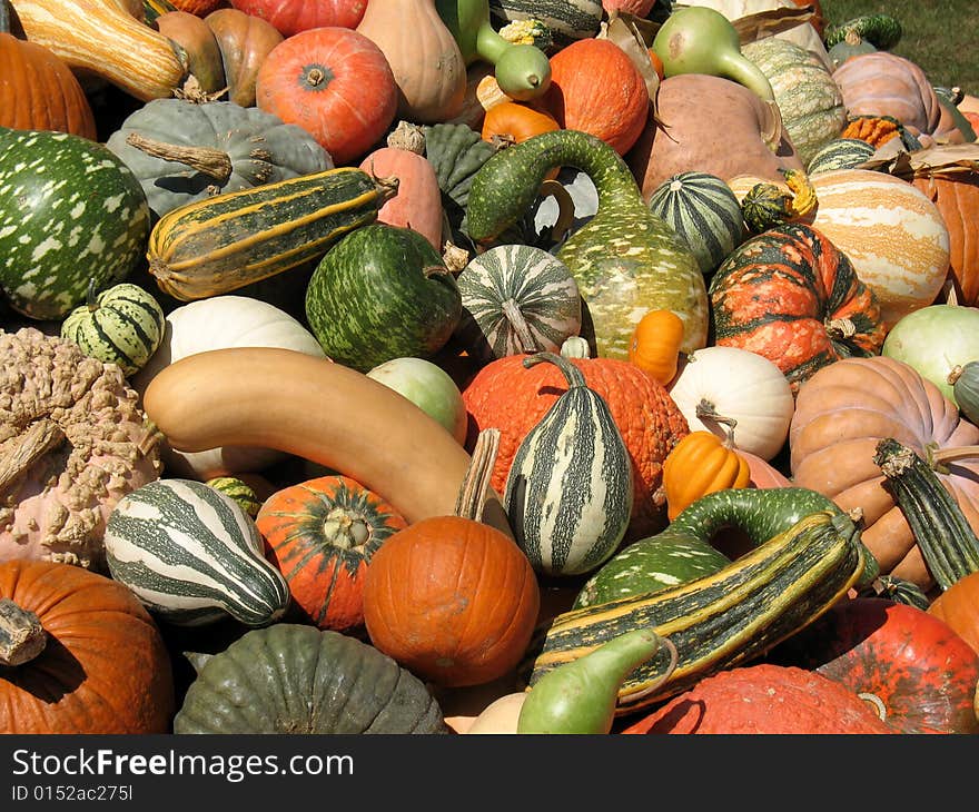 Pumpkins and gourds harvested in fall