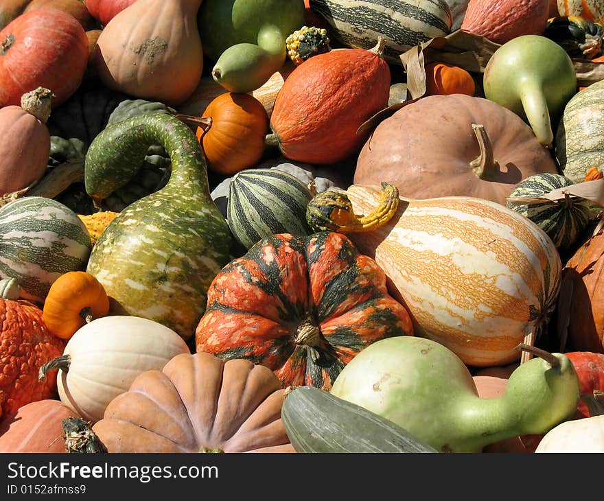 Pumpkins and gourds harvested in fall