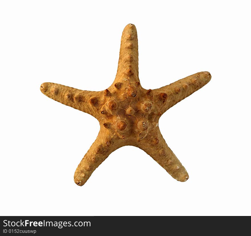 A five-arm starfish on a white backrground