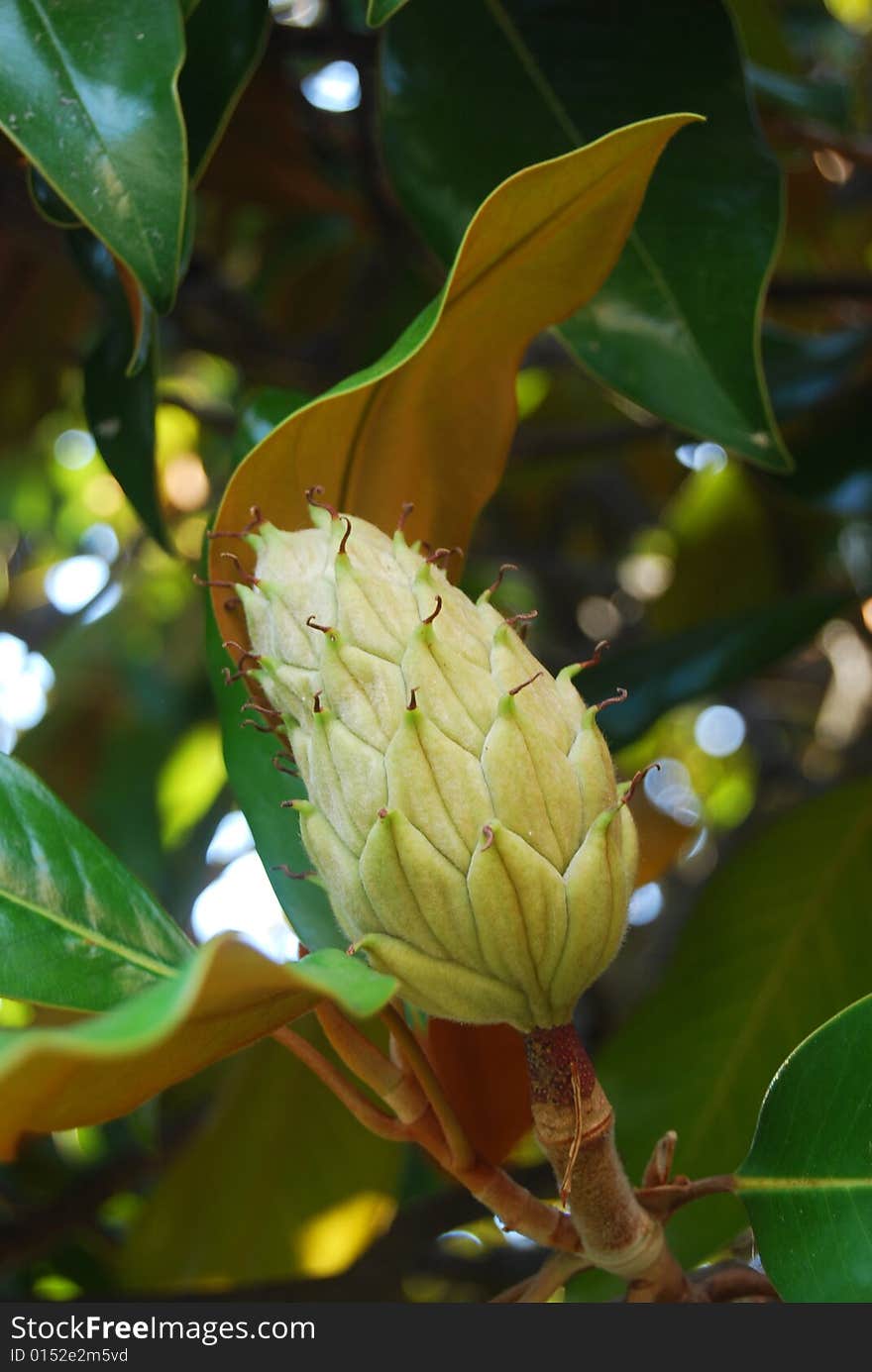 A green esotic plant with flower. A green esotic plant with flower