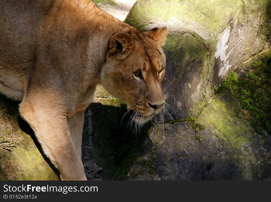 Very focussed lioness