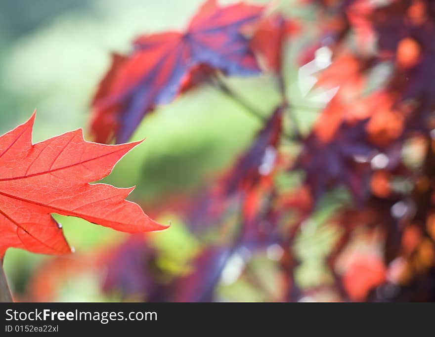 Red maple leaf macro shot