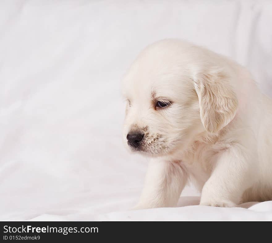 White retriever puppy on white background