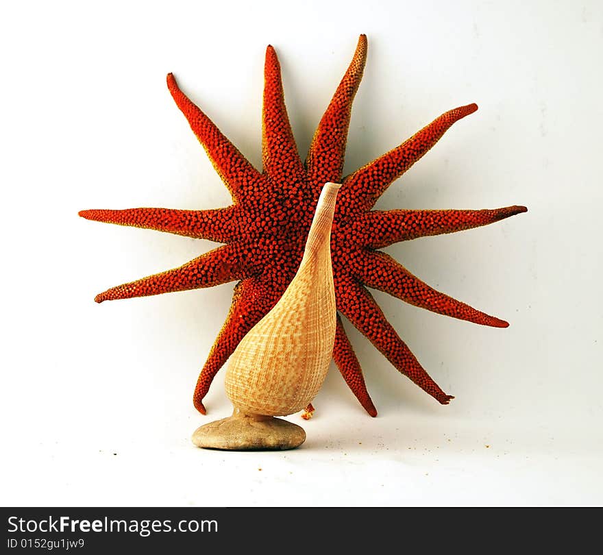 A red starfish and a elongated seashell. A red starfish and a elongated seashell