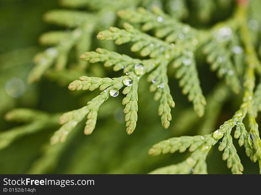 Green tree with raindrops on garden