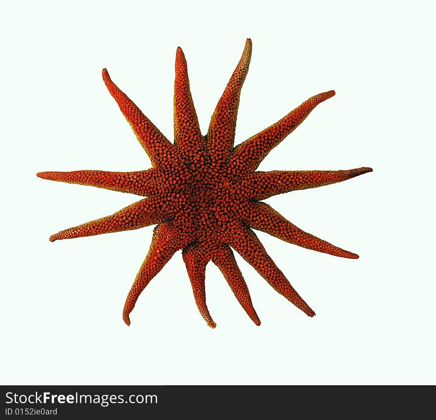 A red starfish on a white backrground