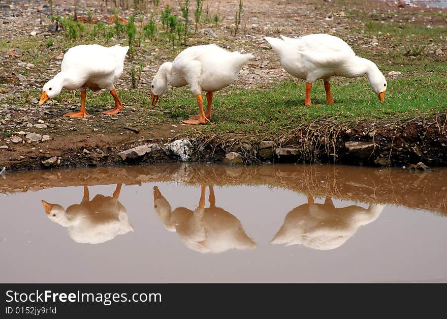 Geese and ducks