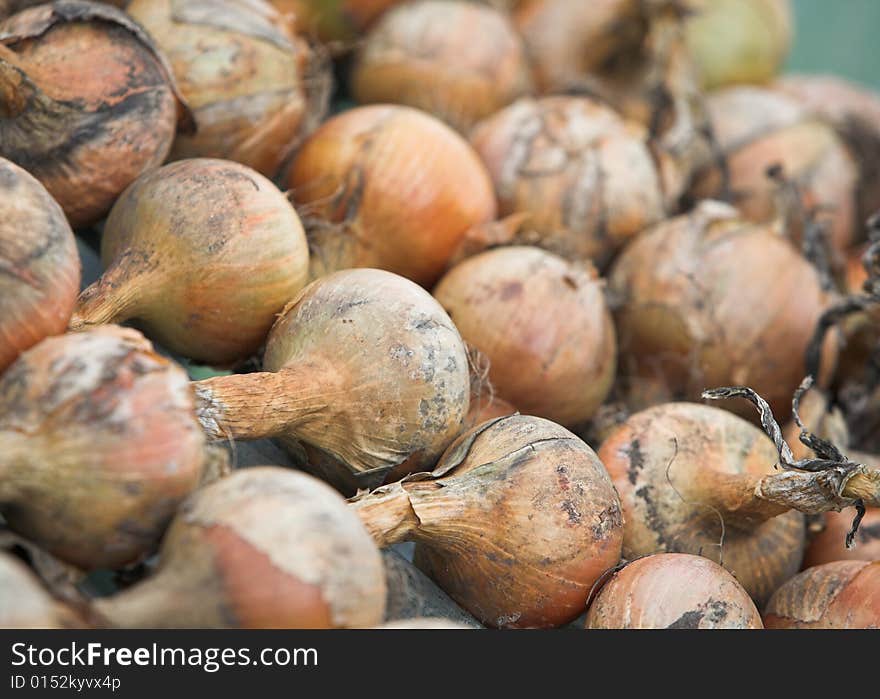 Onion Crop Drying