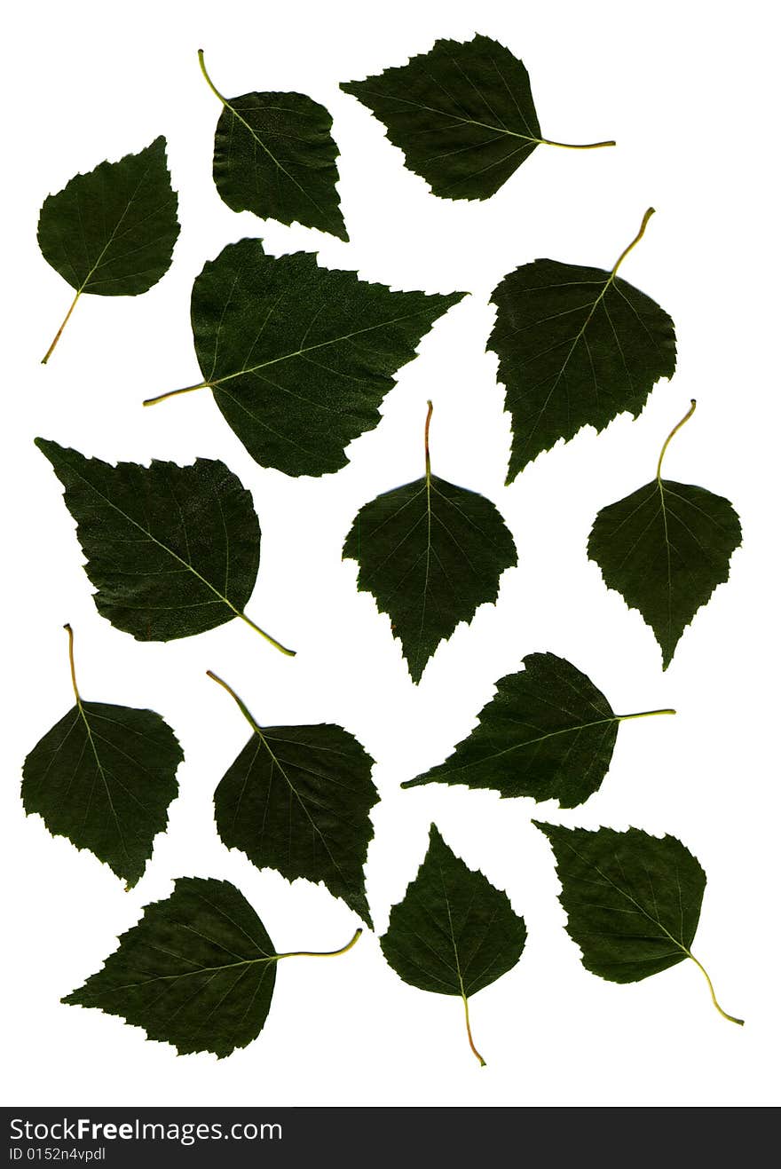 Birch leaves isolated on white background