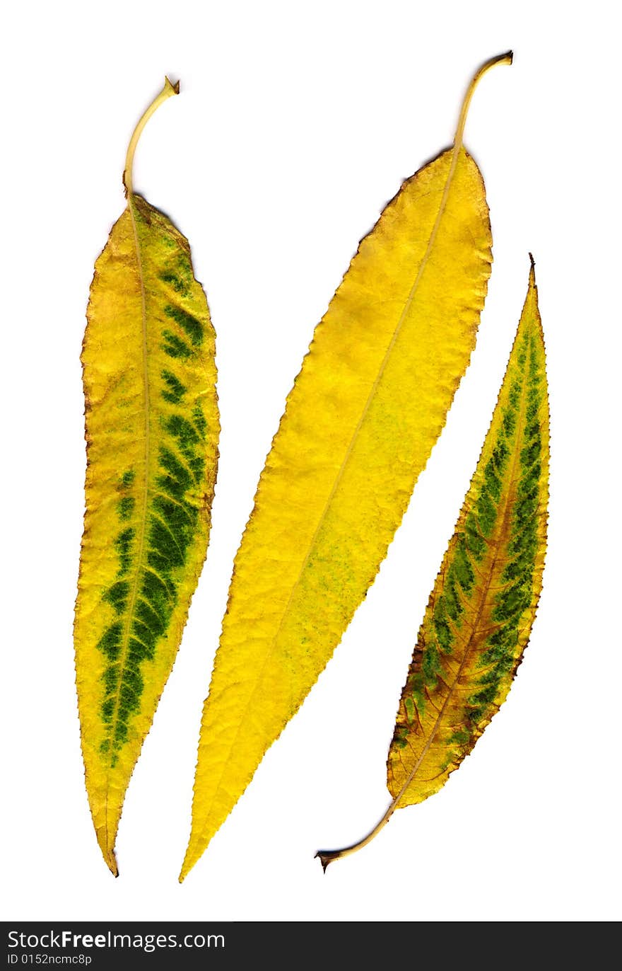 Leaves