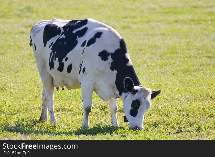 Dairy Cow Munching on Grass