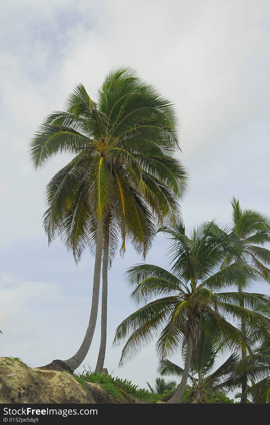 Tropical coconut trees on the 
Macau beach ,paradiziaca in Dominican Republic. Tropical coconut trees on the 
Macau beach ,paradiziaca in Dominican Republic