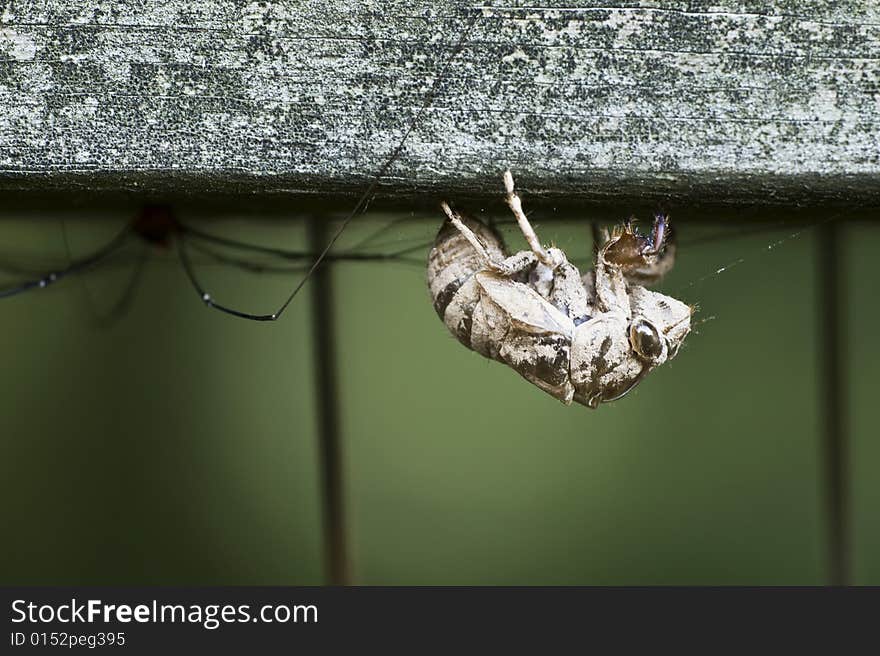 The remains of a bee covered with pollen was captured by a spider. The remains of a bee covered with pollen was captured by a spider.