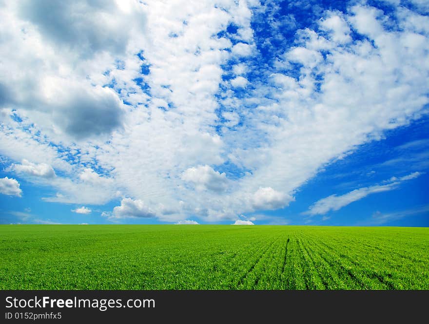 Field on a background of the blue sky