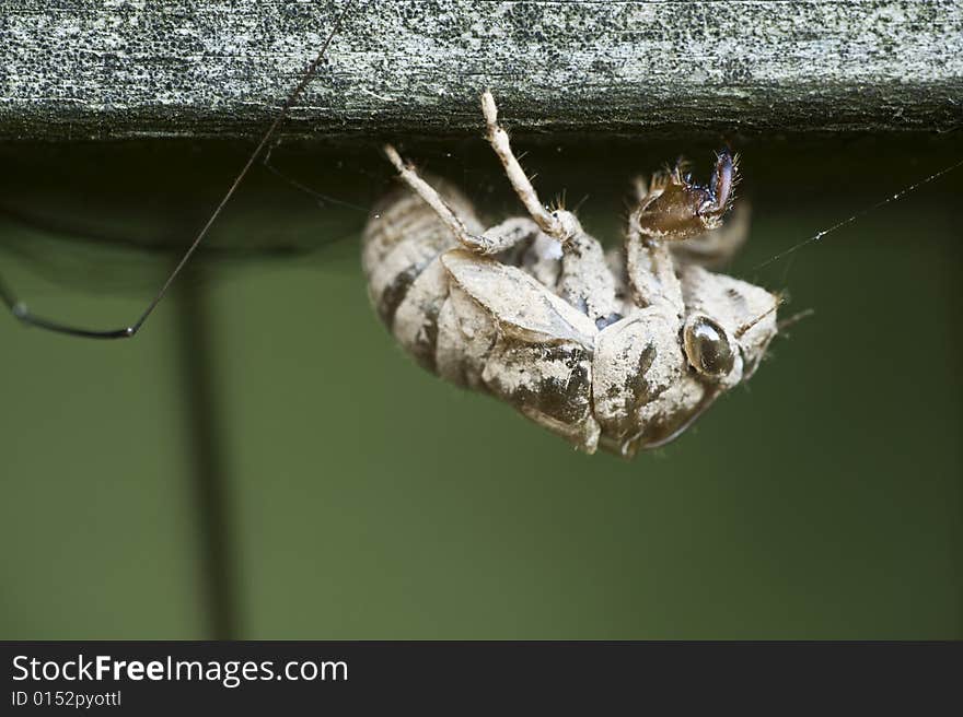 The remains of a bee covered with pollen was captured by a spider. The remains of a bee covered with pollen was captured by a spider.