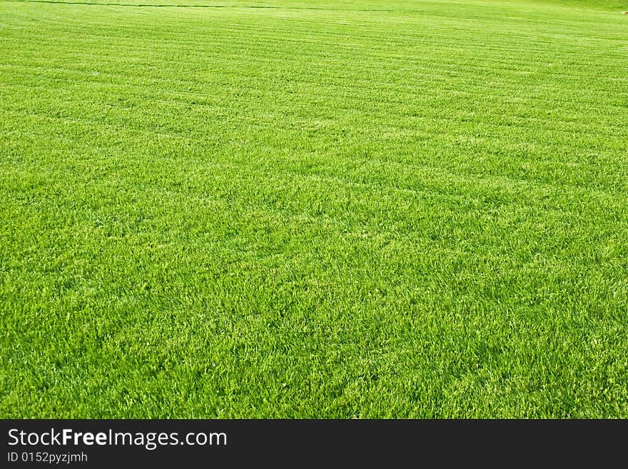 Grass structure in a sunny day