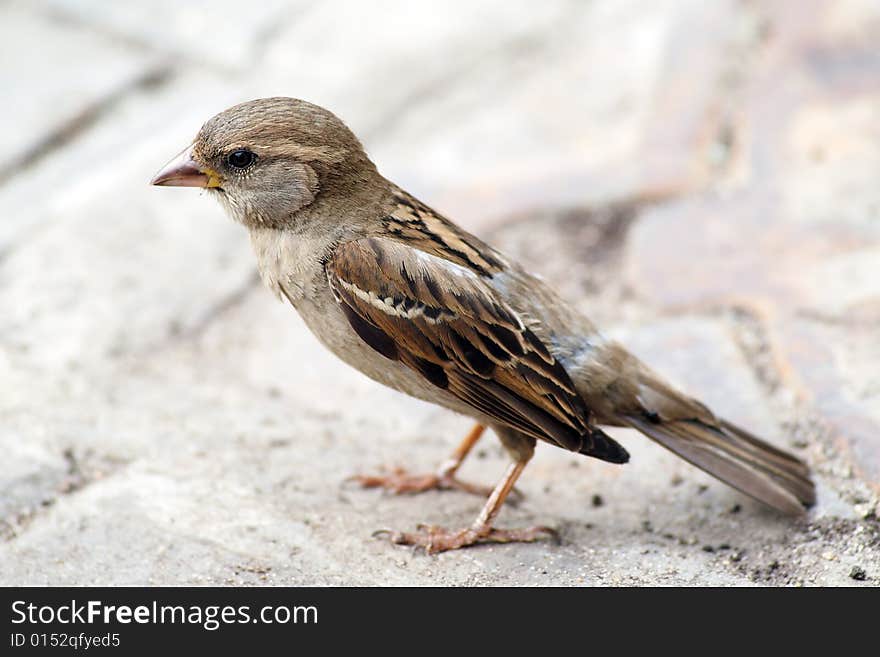 Young sparrow