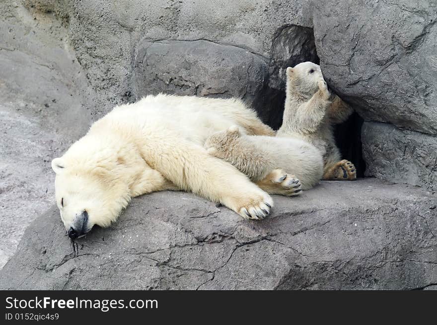 Mother white bear with 2 children