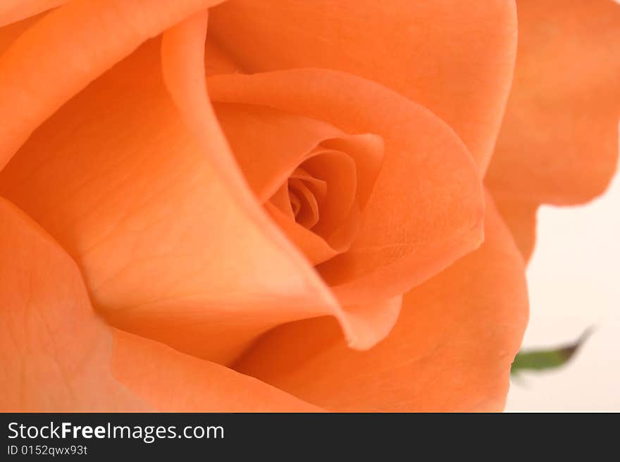 Orange rose on white background