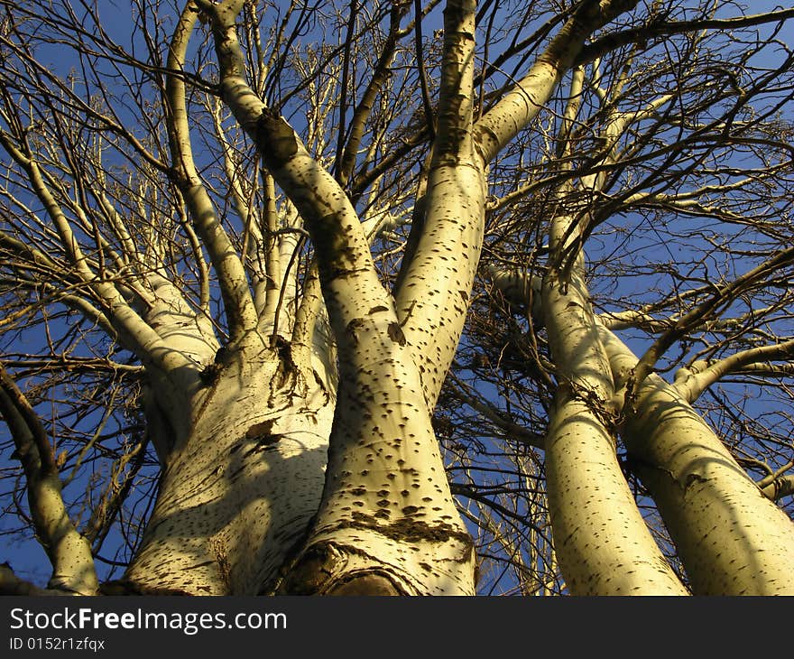 Autumn trees covered by sun on background of blue sky