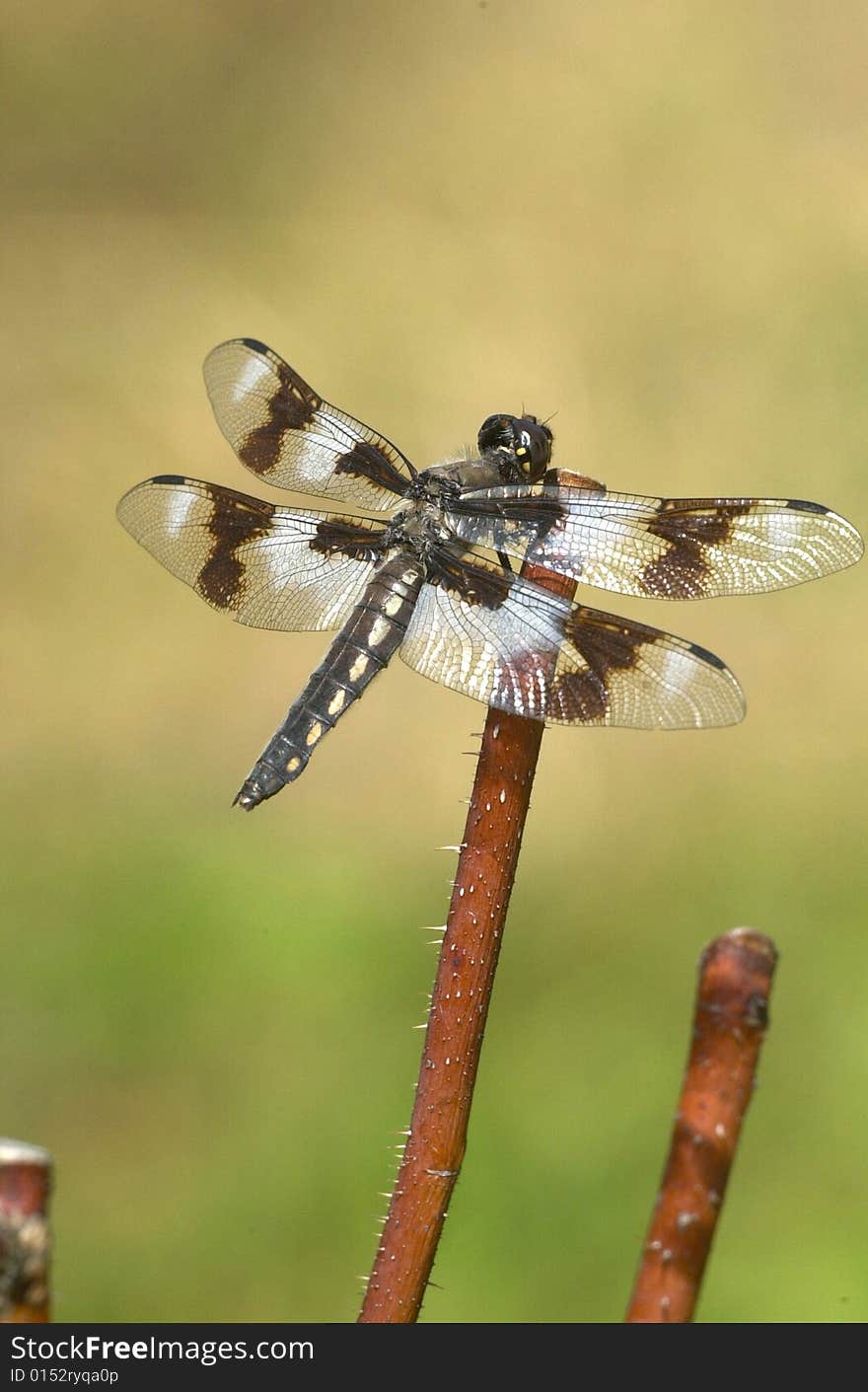 Libellula Forensis