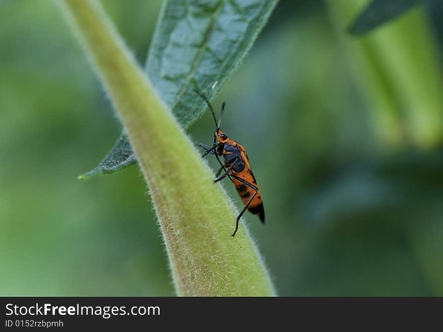 Milkweed bug on plant pod