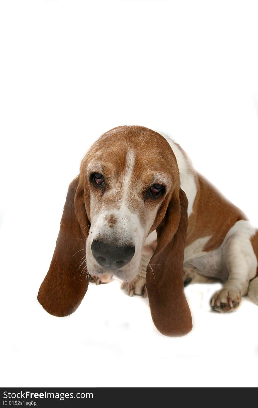 Basset hound's head and long ears. Basset hound's head and long ears