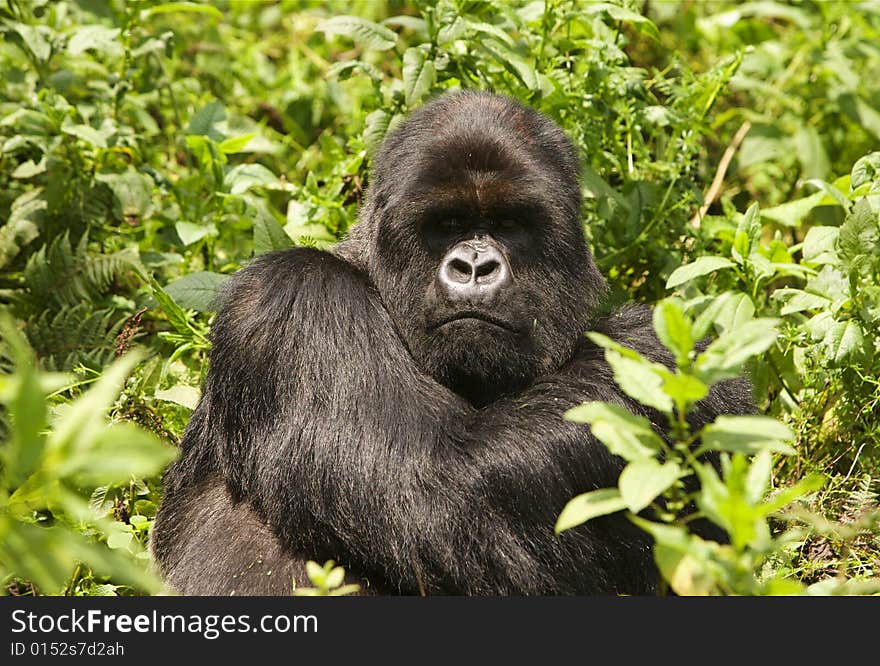 Silverback of Sousa group. Virunga Mountains (Parc National Volcans), Rwanda