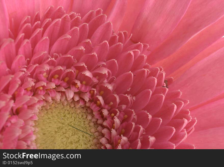 Gerbera