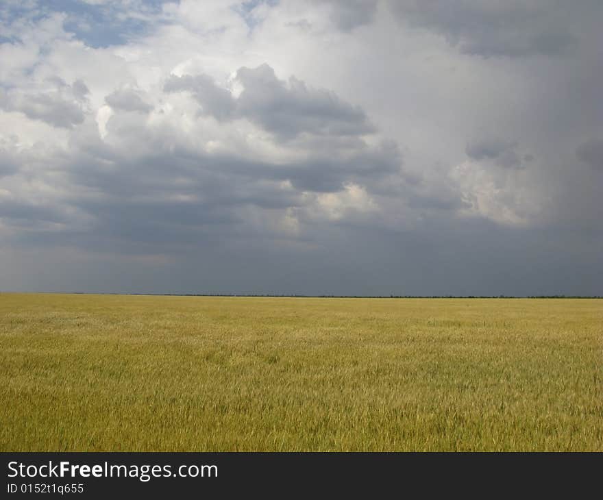 Field Wheat