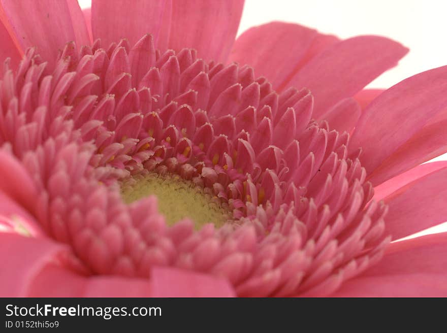 Gerbera