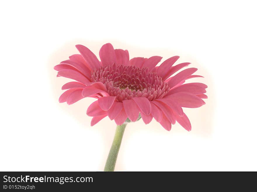 Gerbera