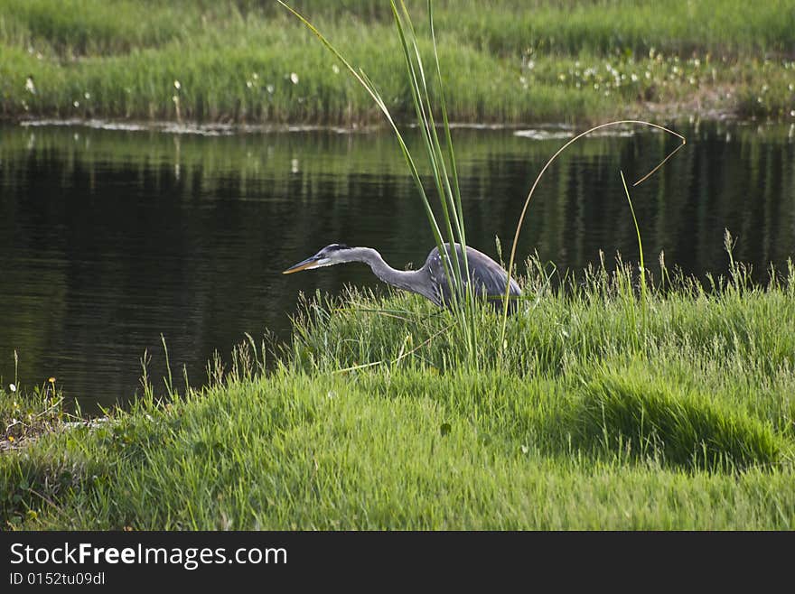 Blue Heron fishing in tidewater pond