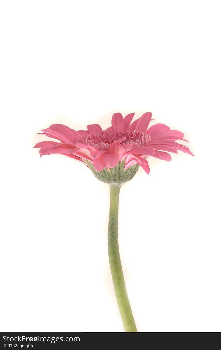 Gerbera