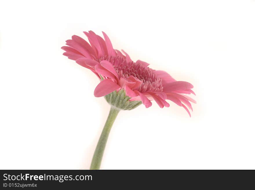 Gerbera