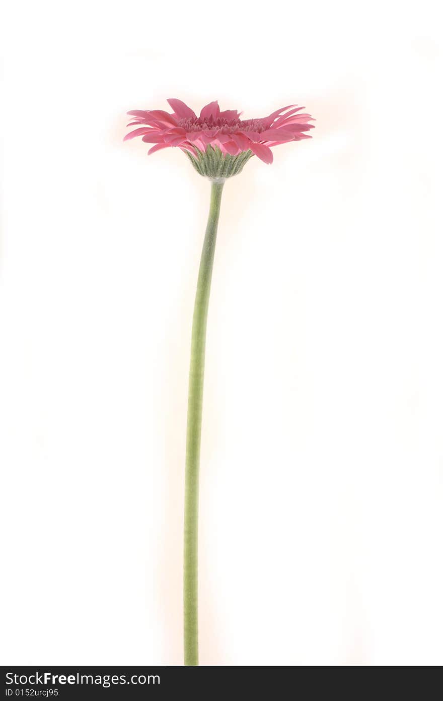 Gerbera