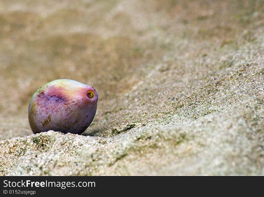 Plum on a stone way