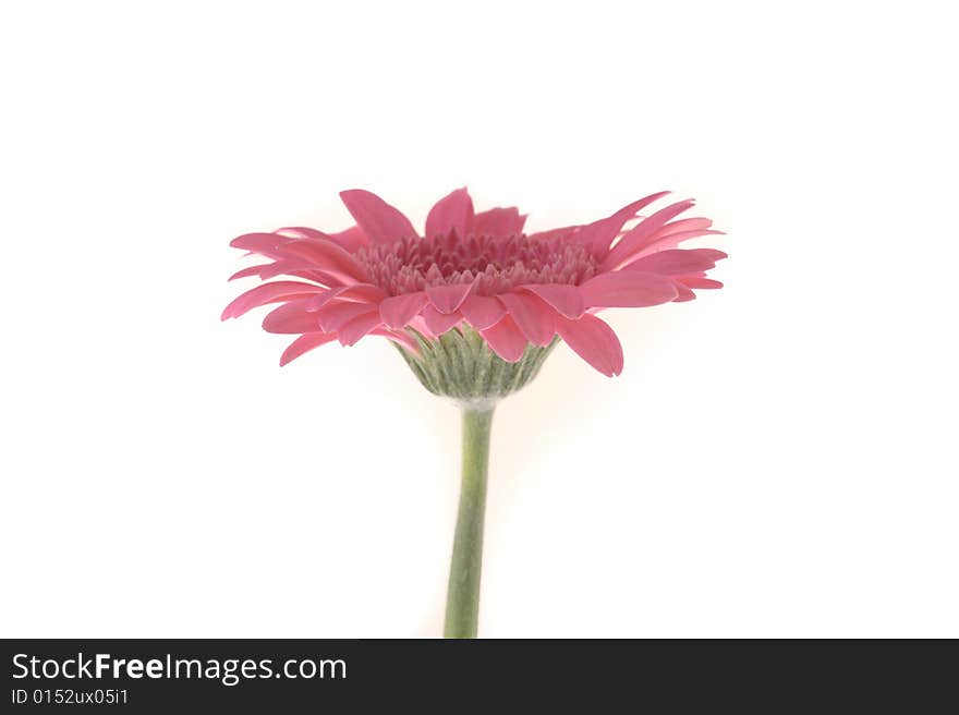 Gerbera