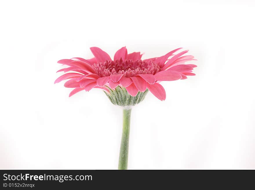 Gerbera