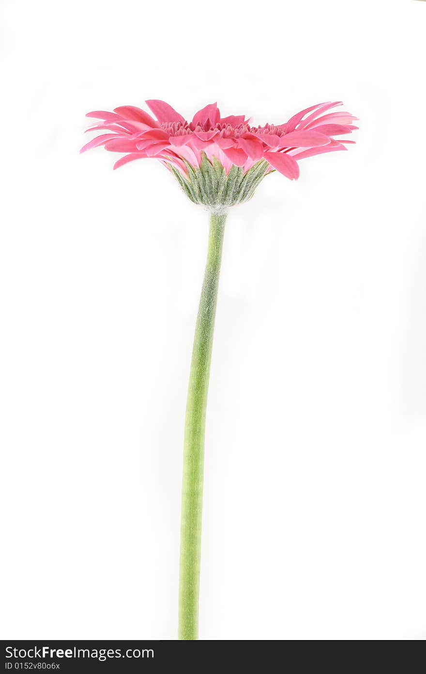 Gerbera