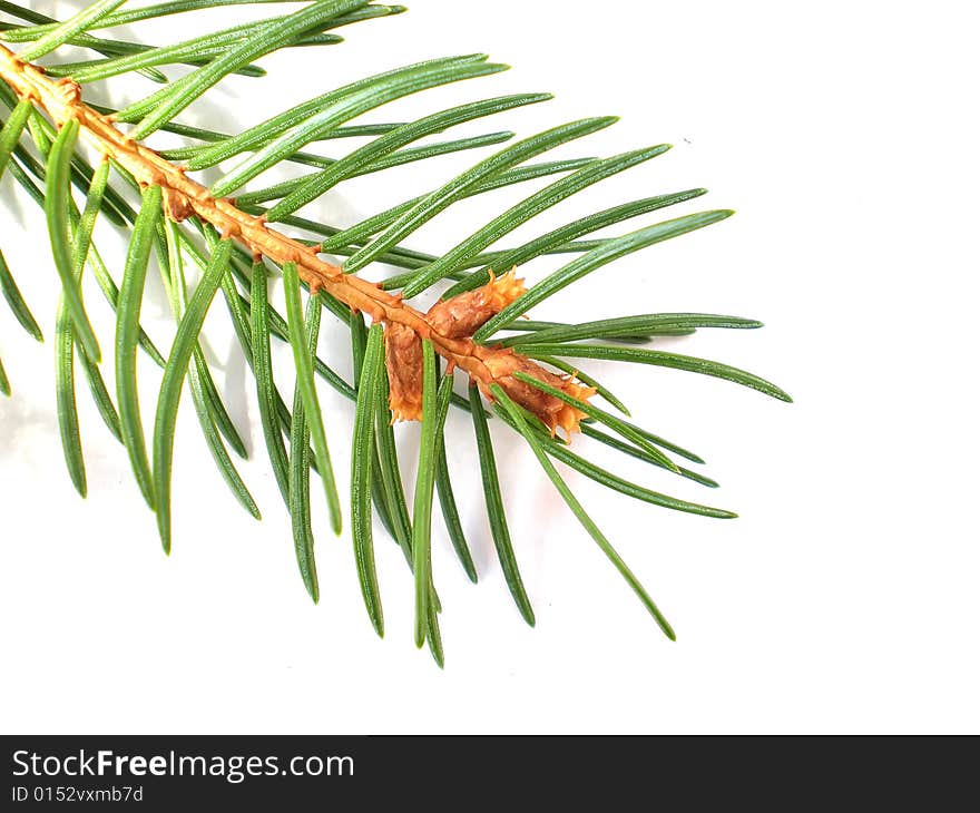 Christmas Pine branch