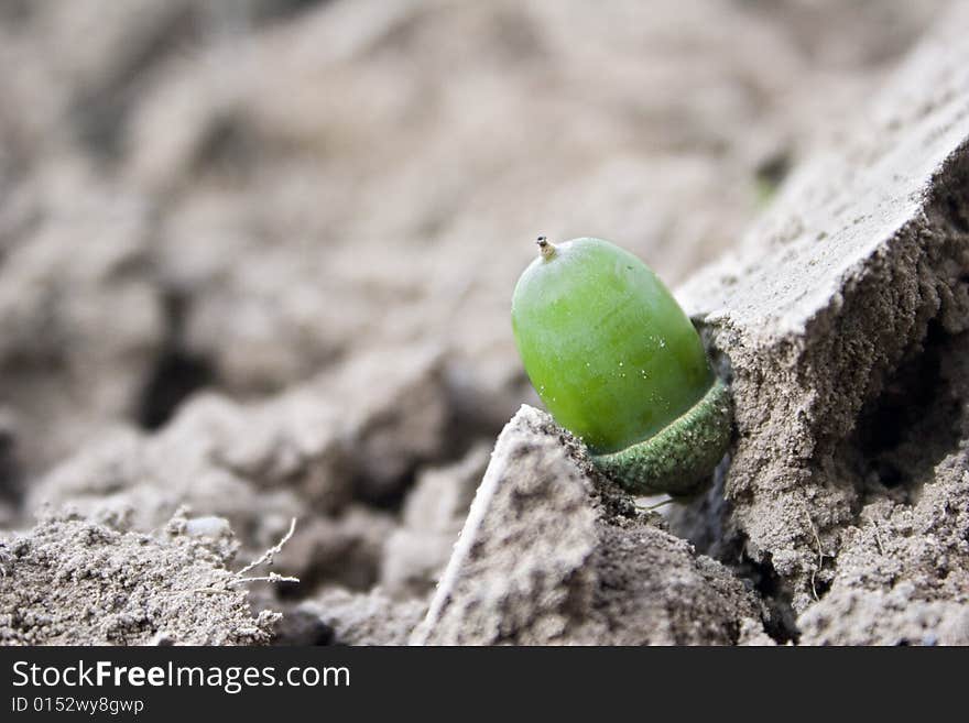 Acorn fruit on a field